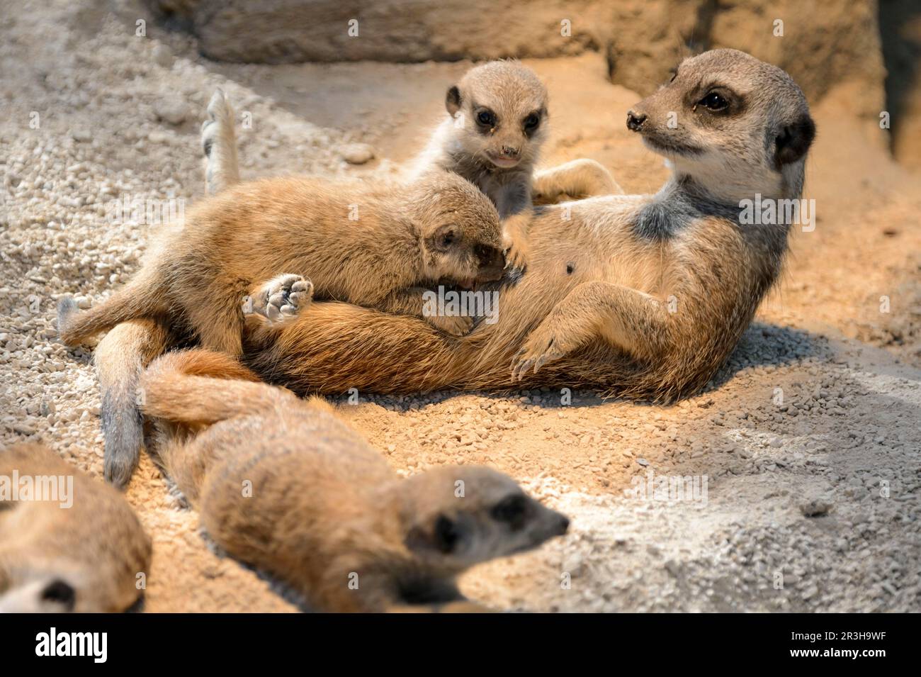 Meerkat, Suricate suricatta, captive, Germany Stock Photo - Alamy