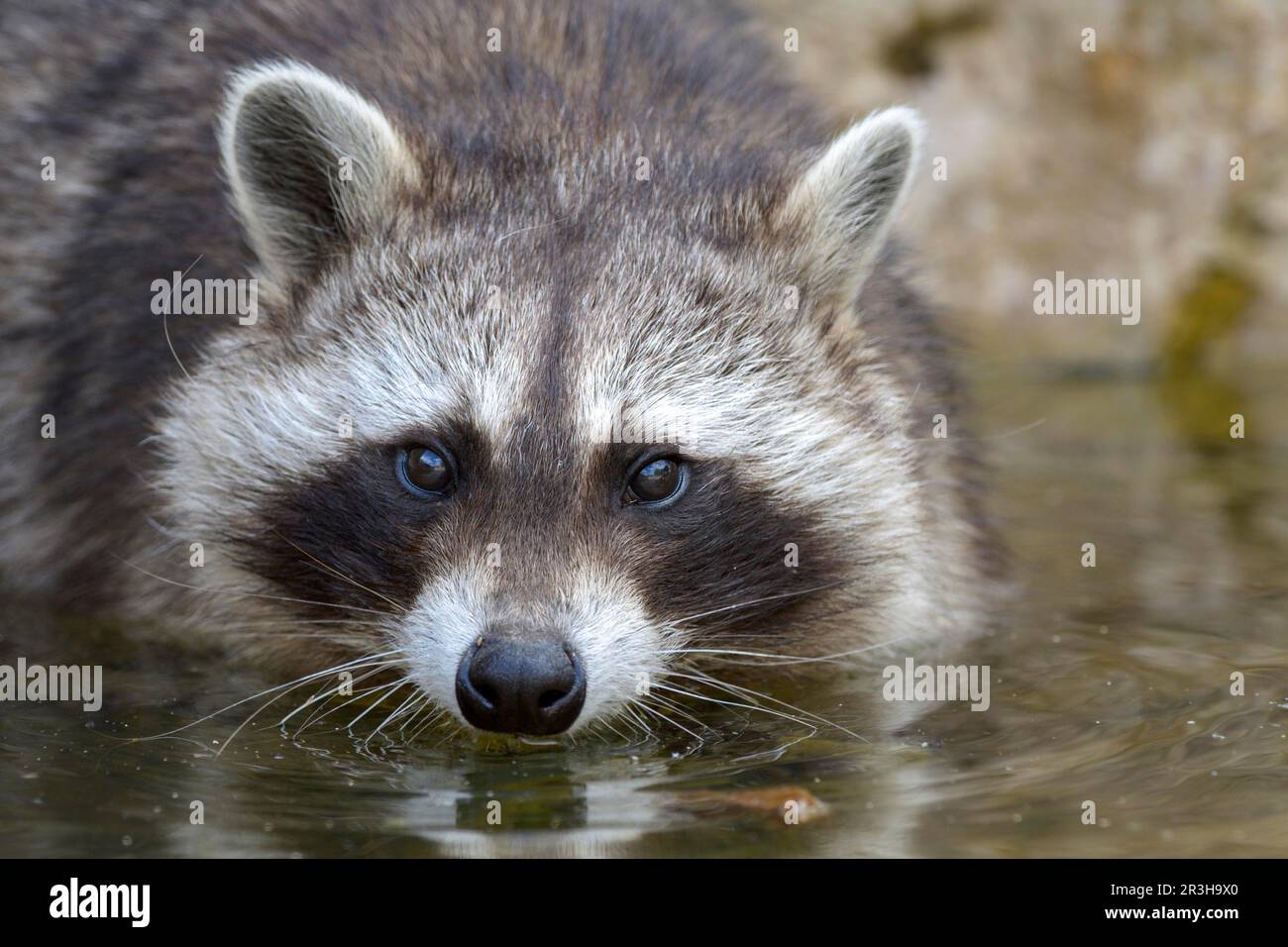 Raccoon (Procyon lotor Stock Photo - Alamy