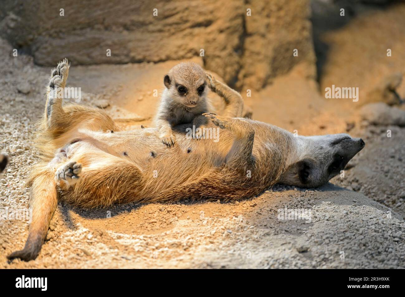 Meerkat, Suricate suricatta, captive, Germany Stock Photo - Alamy