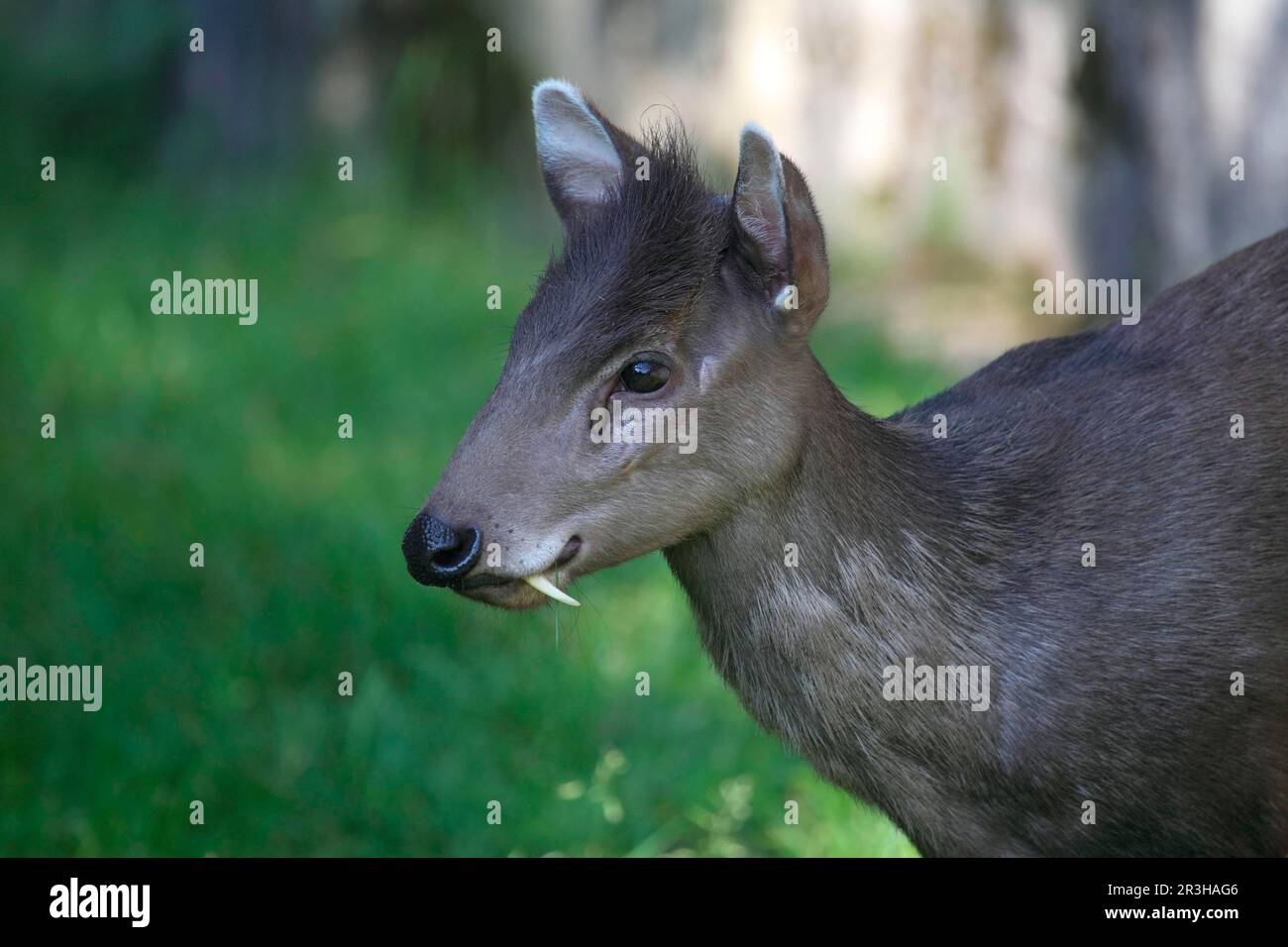 Tufted deer (Elaphodus cephalophus) Stock Photo