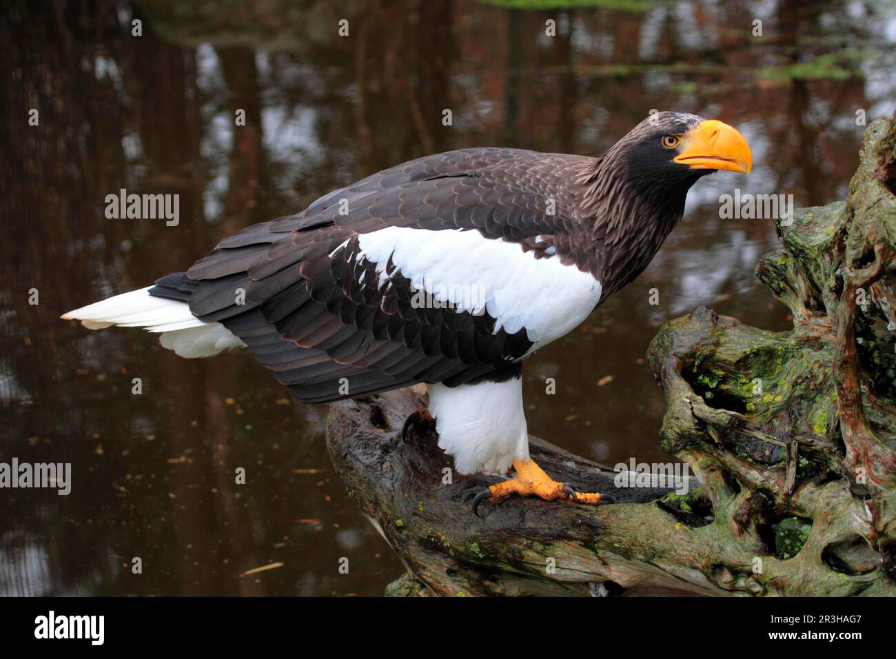 Steller's sea eagle (Haliaeetus pelagicus) Stock Photo