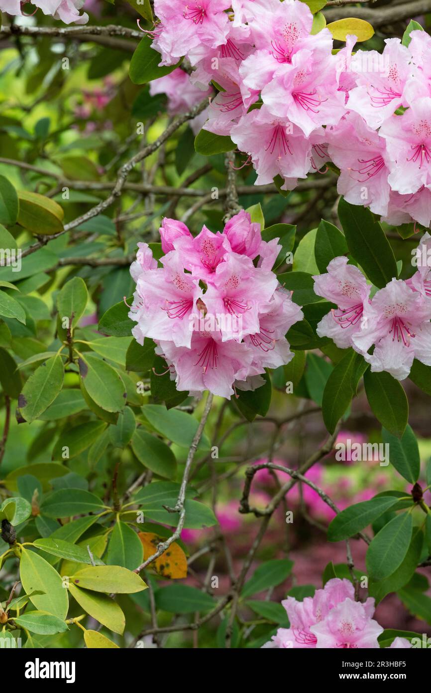 Rhododendron 'Pink pearl' flowering in spring. UK Stock Photo