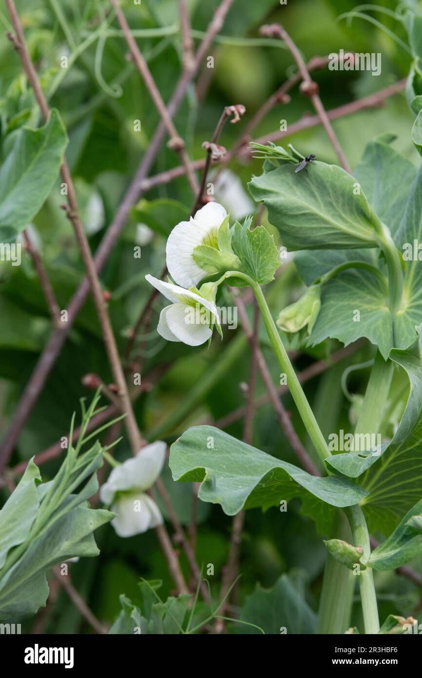 Pisum sativum 'Nairobi'. Pea flower Stock Photo