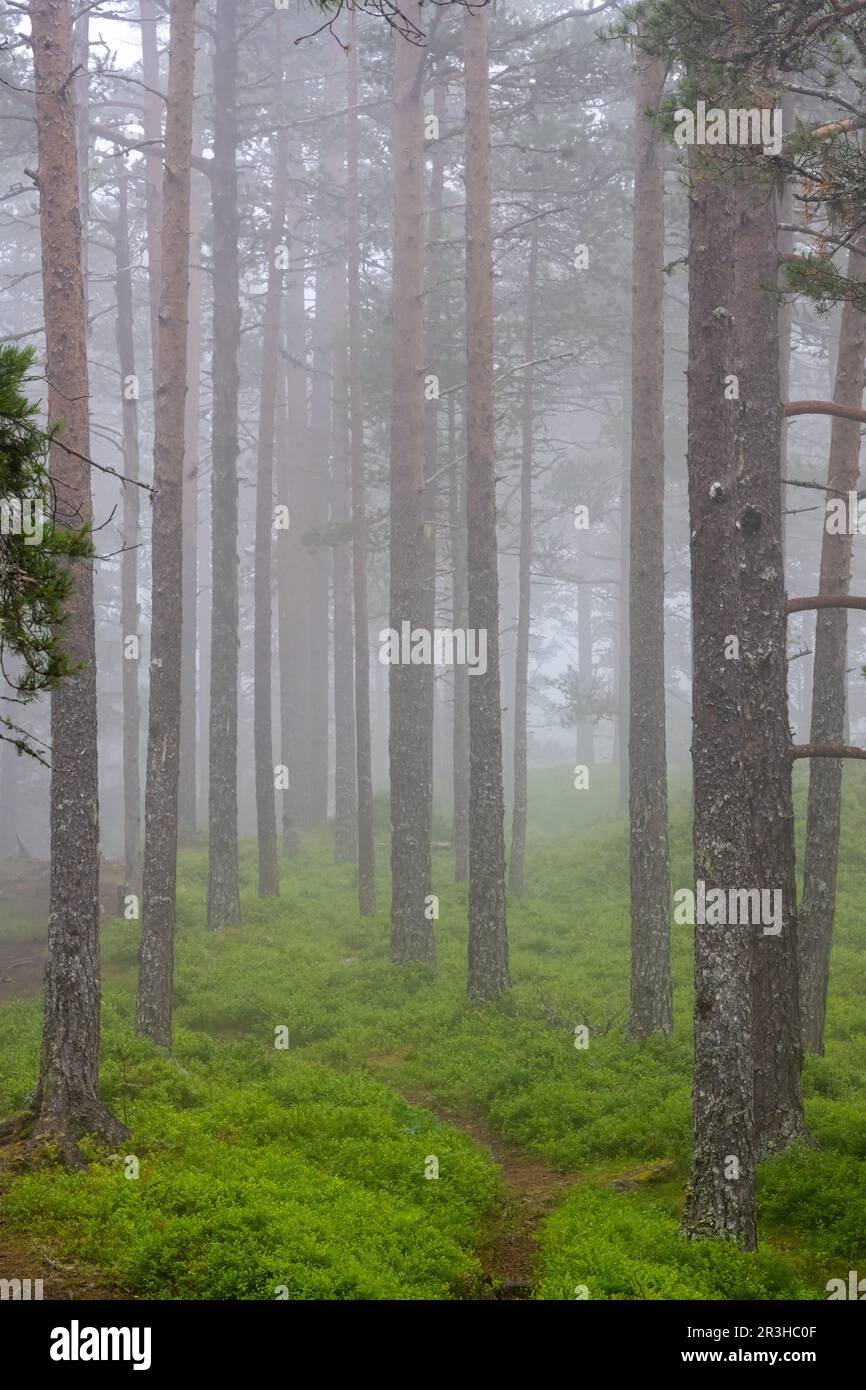Dense fog in a pine tree forest seen in Norway Stock Photo