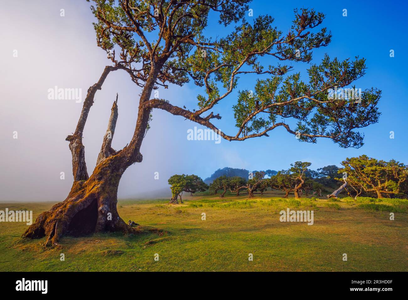 Fanal forest , old mystical tree in Madeira island, Unesco Stock Photo Alamy