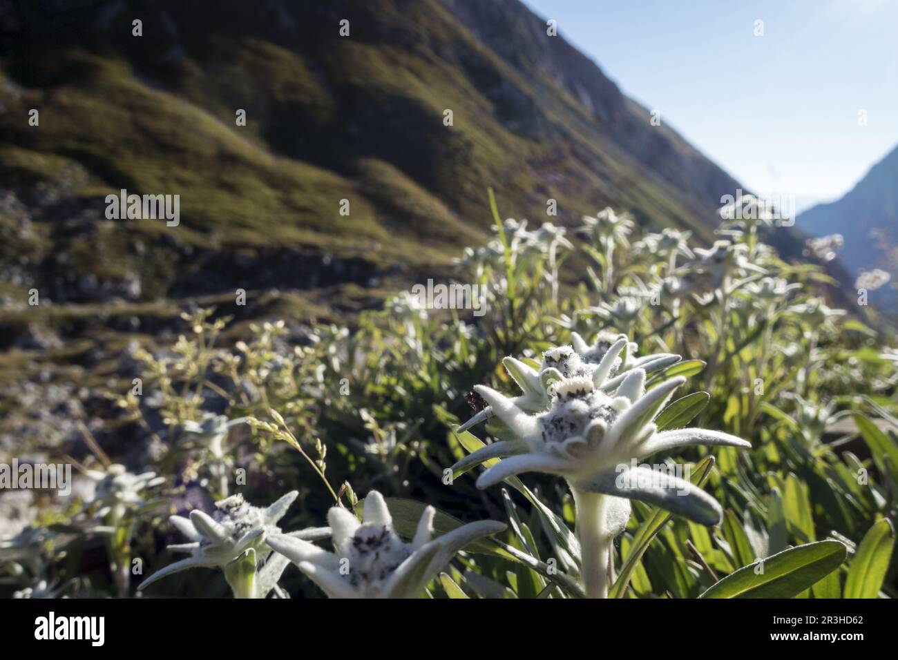 Edelweiss flower in the Karwendel Alps Stock Photo