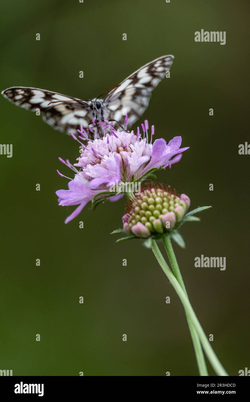 butterfly pollinating a flower, Aragon Valley, Jacetania, Huesca, Spain. Stock Photo