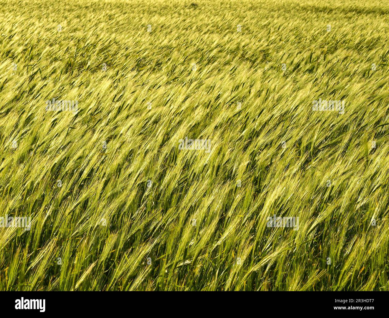 Cultivos de cebada hi-res stock photography and images - Alamy