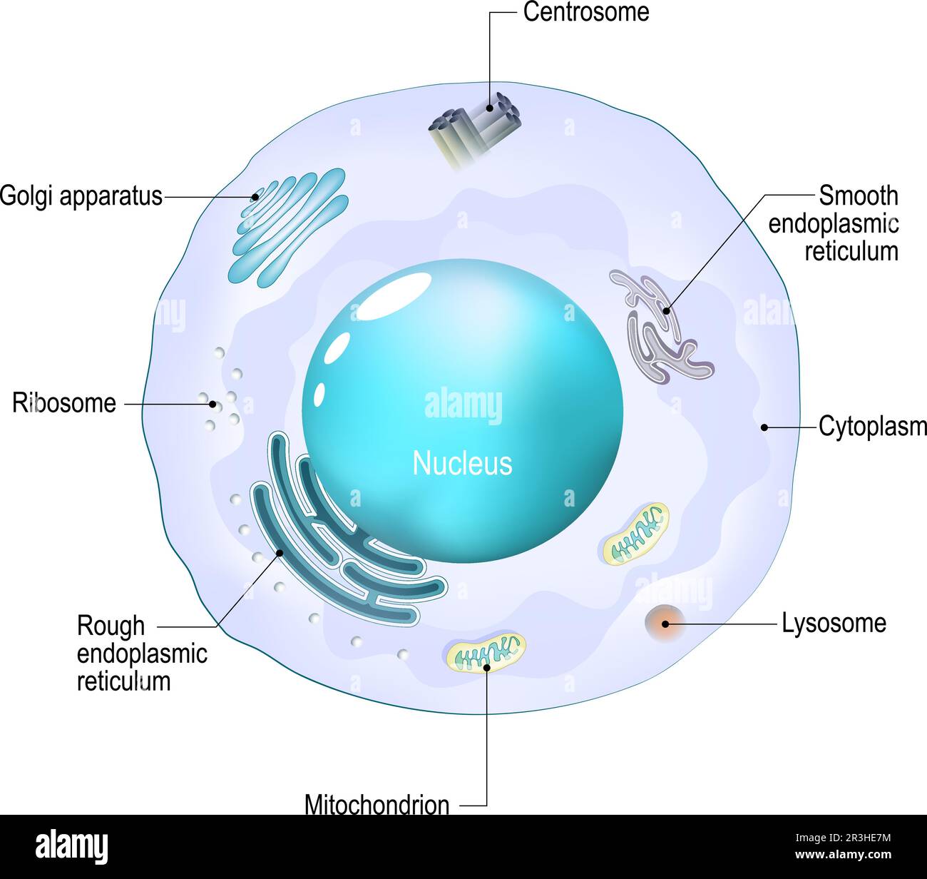 Cell organelles. Structure and anatomy of a animal cell. realistic cell on a white background. Vector illustration. Poster for education Stock Vector