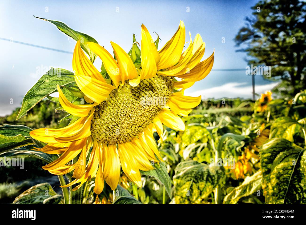 Flowers sunflowers hi-res stock photography and images - Alamy