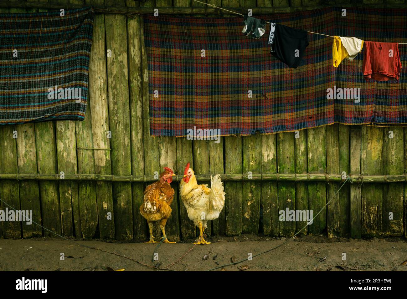gallinas junto a unos refajos, La Taña, zona Reyna, departamento de Uspantan,Guatemala, Central America. Stock Photo