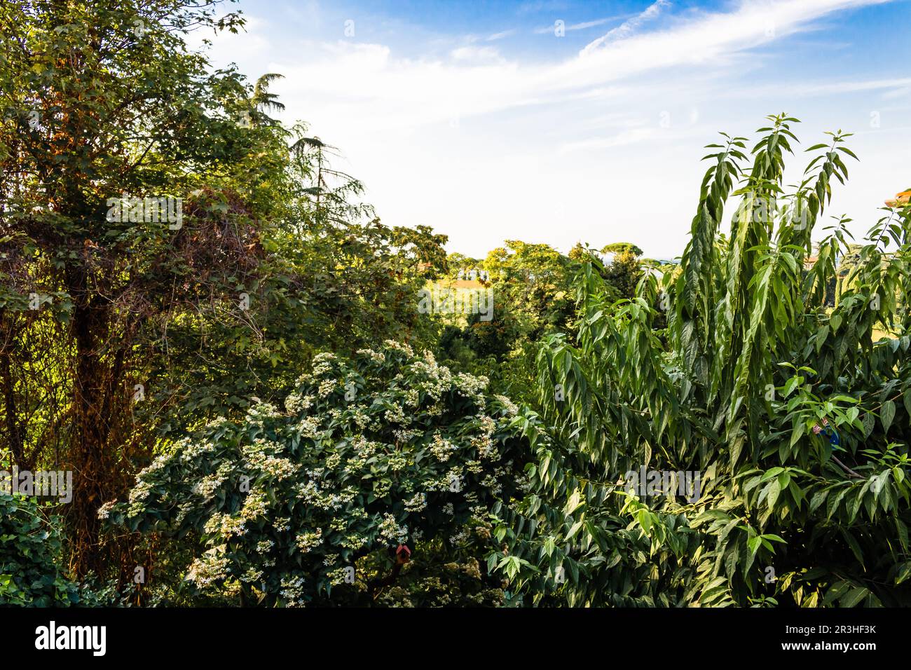 Love your weeds hi-res stock photography and images - Alamy