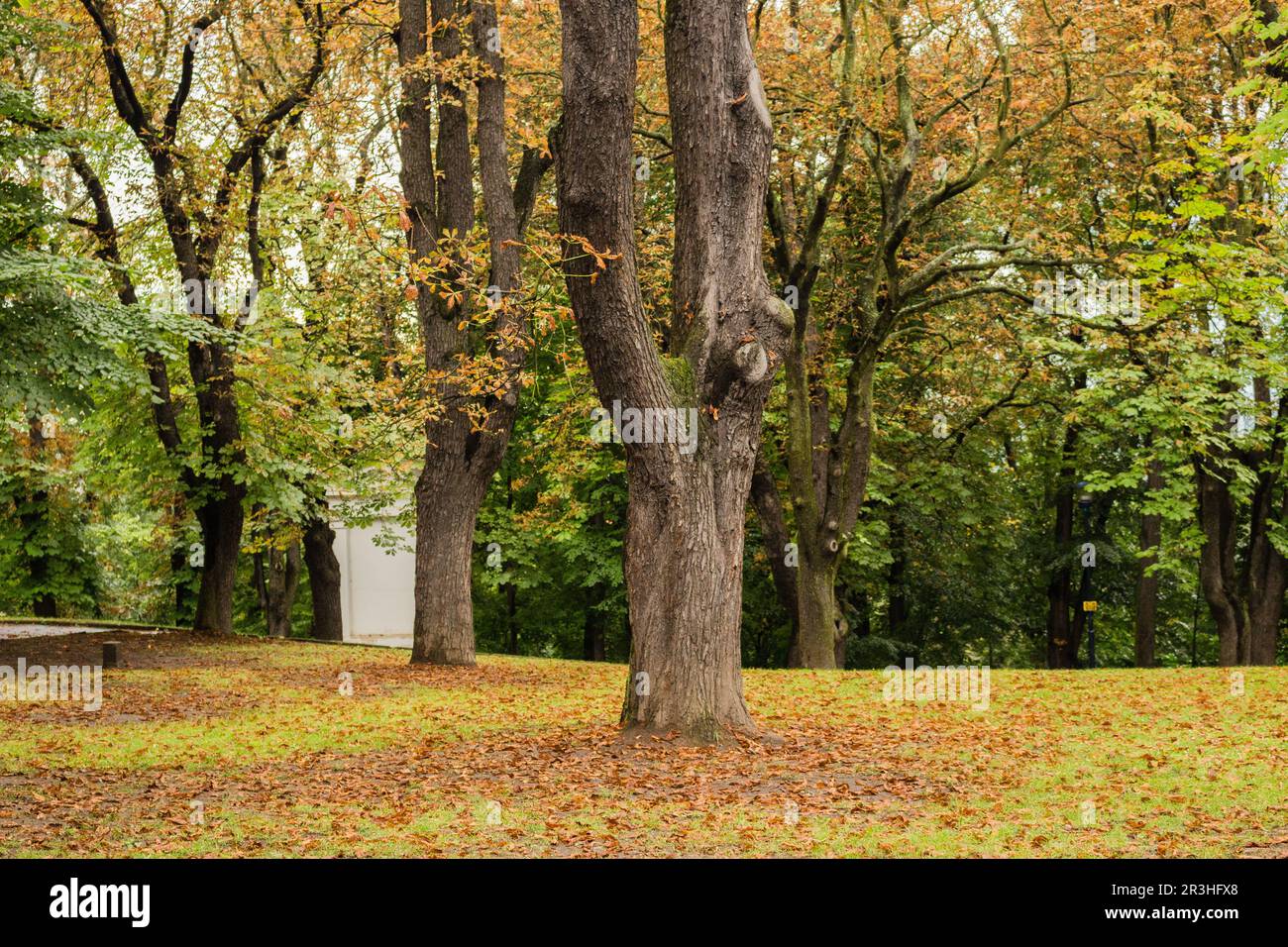 Trees, green grass and brown leaves Stock Photo