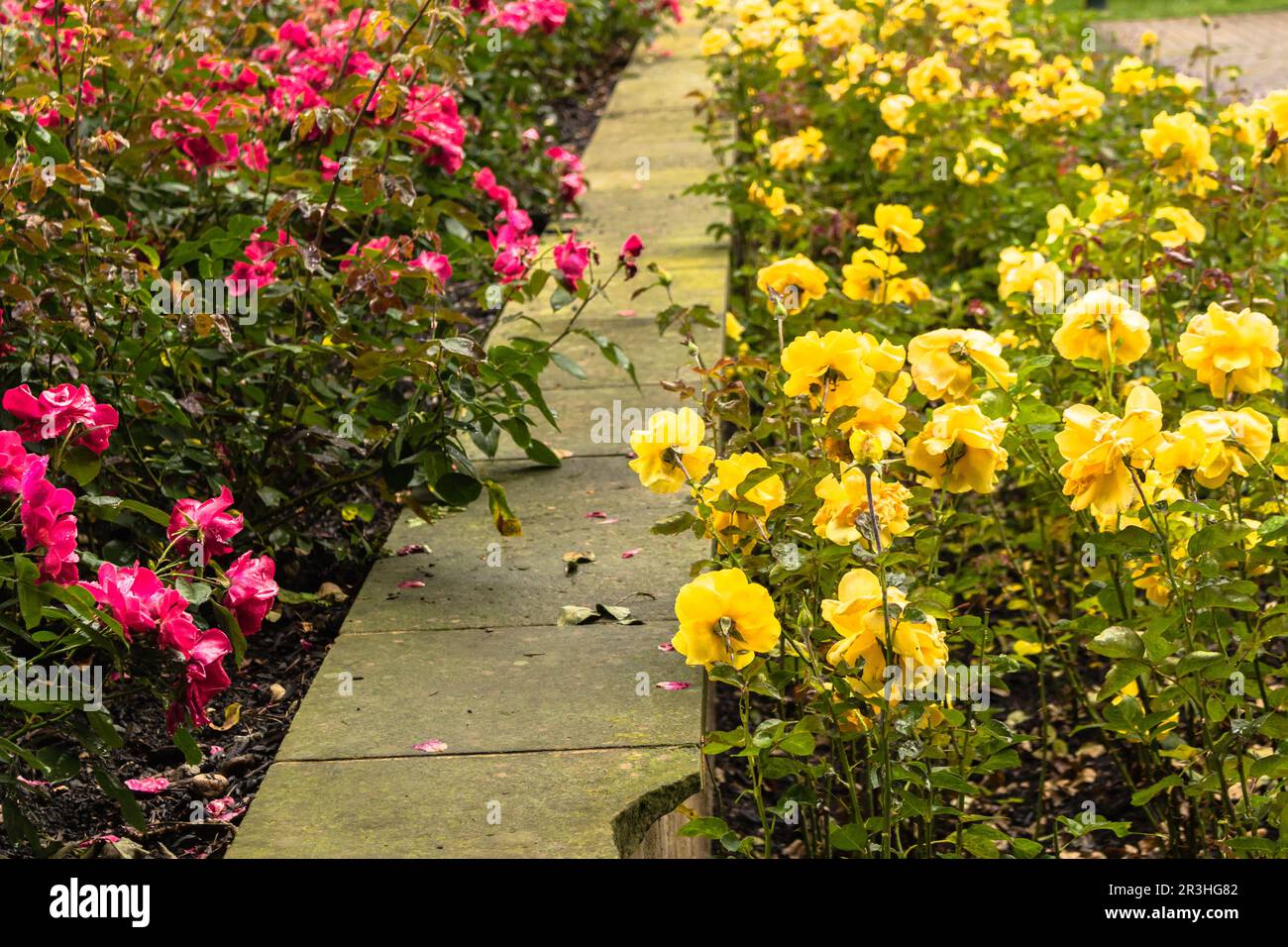 Yellow rose raindrops hi-res stock photography and images - Alamy