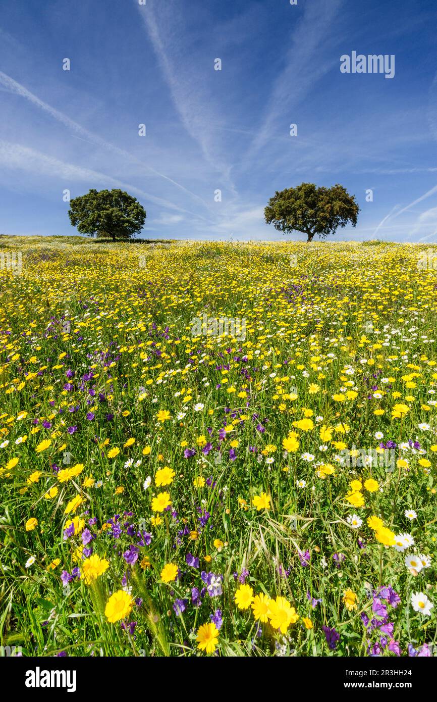 Plantación en campo hi-res stock photography and images - Alamy
