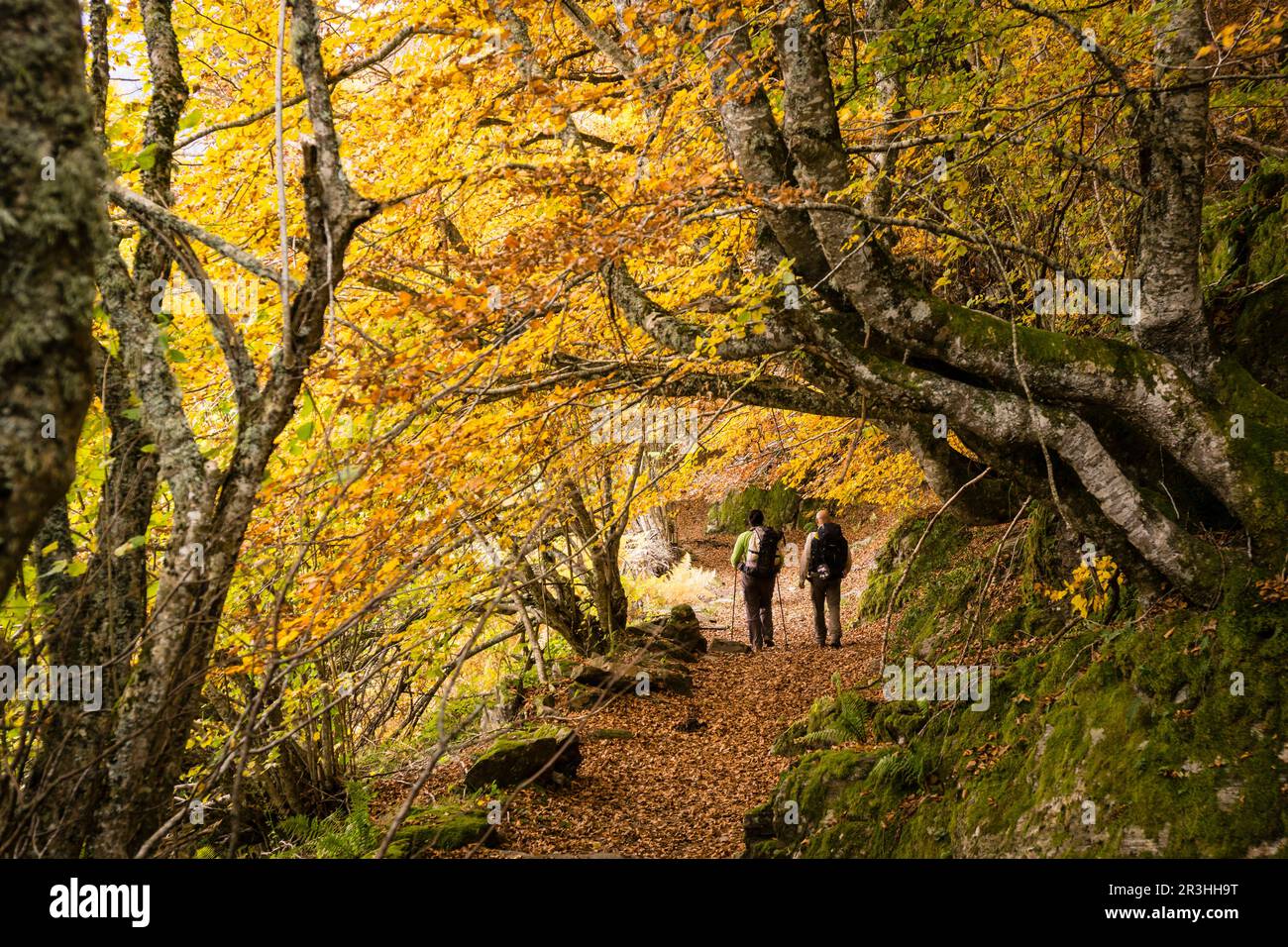 bosque de Carlac, - hayedo de Carlac-, Bausen, valle de Aran ...