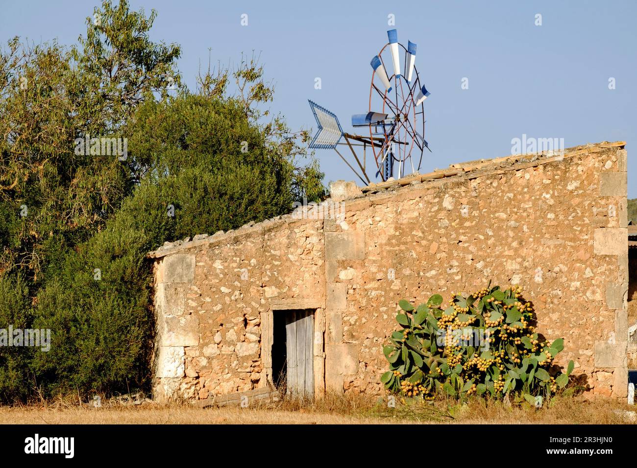 chumbera frente a una antigua casa de aperos, Ses Salines, Mallorca, balearic islands, spain, europe. Stock Photo