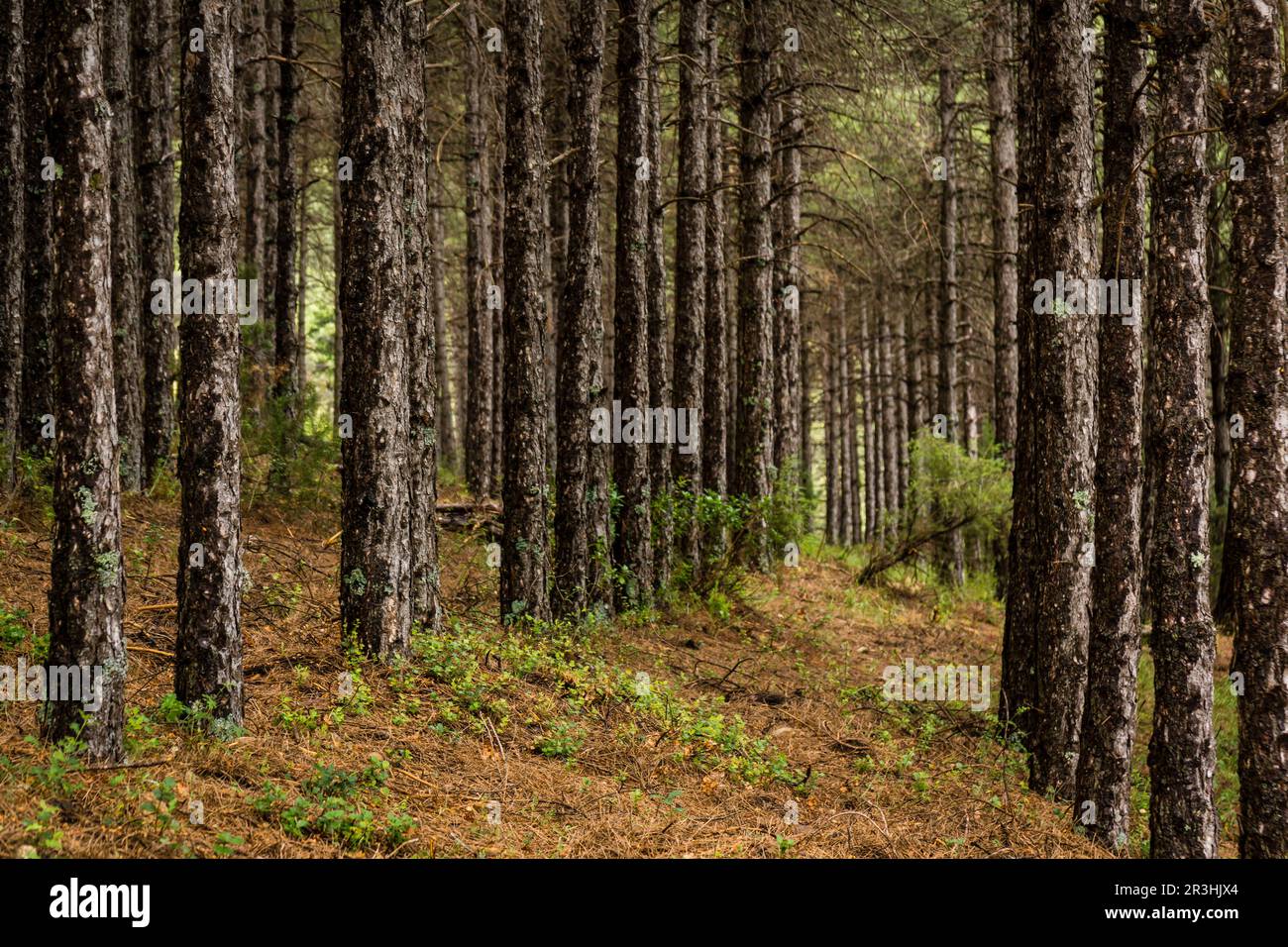 pino Salgareño, pinus nigra, Parque Natural de las Sierras de Cazorla, Segura y Las Villas , provincia de Jaén, Spain. Stock Photo