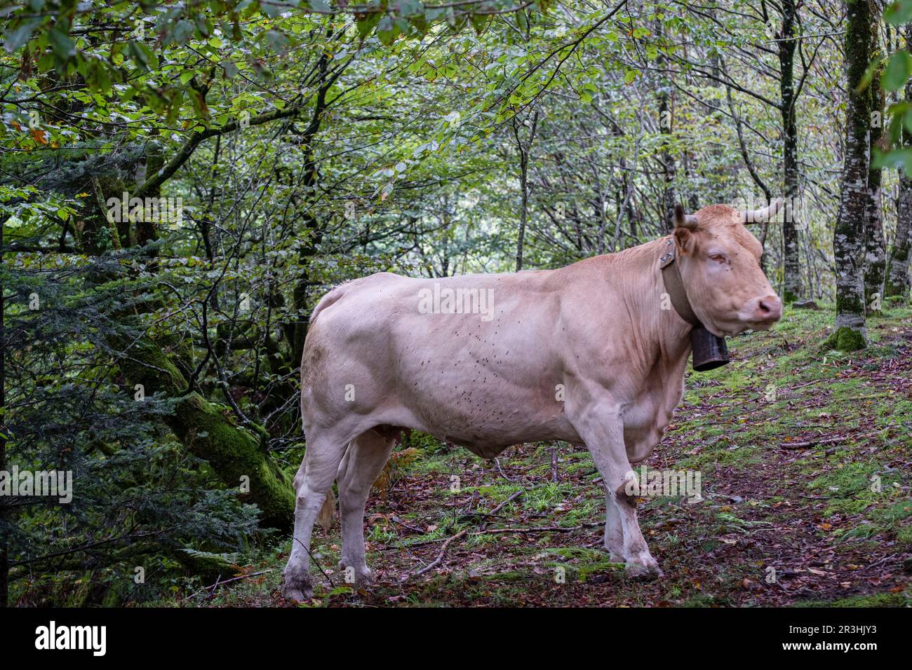 vaca pirenaica en el interior del hayedo, valle de Belagua, Isaba, Navarra, Spain, Europe. Stock Photo