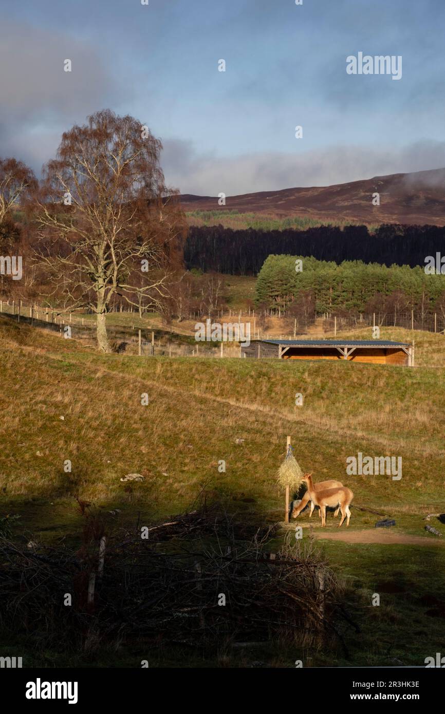 Highland Wildlife Park, kincraig, Parque Nacional Cairngorms, Escocia, Reino Unido. Stock Photo