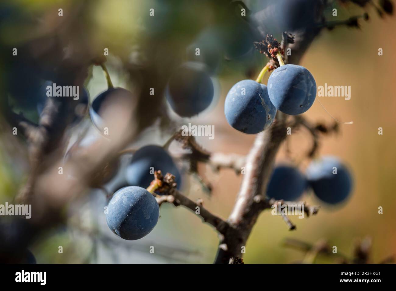 Planta de cultivo templado hi-res stock photography and images - Alamy