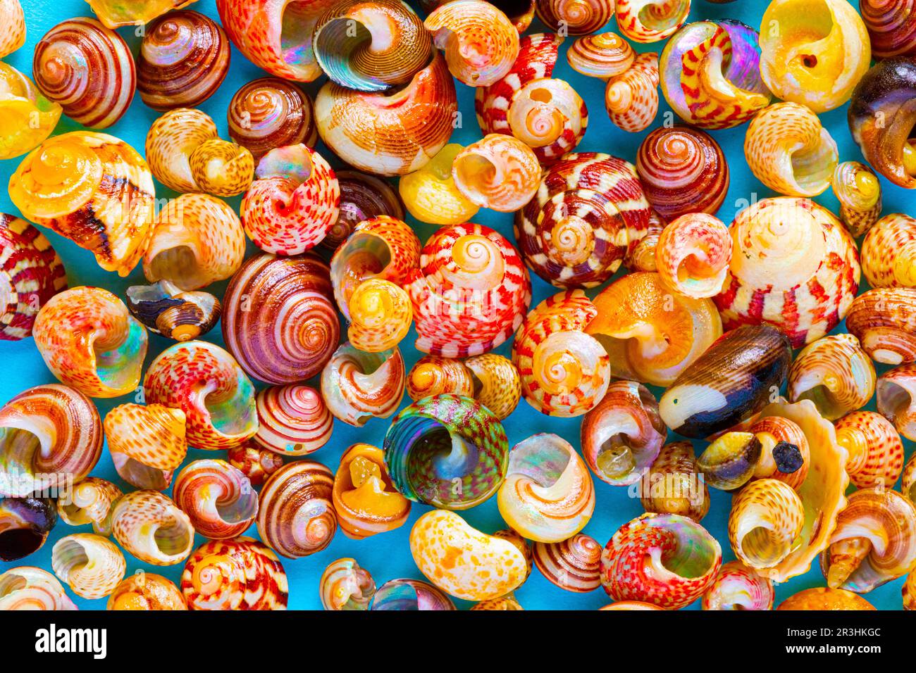Flat Lay wallpaper background image of coastal seashells on a blue background Stock Photo