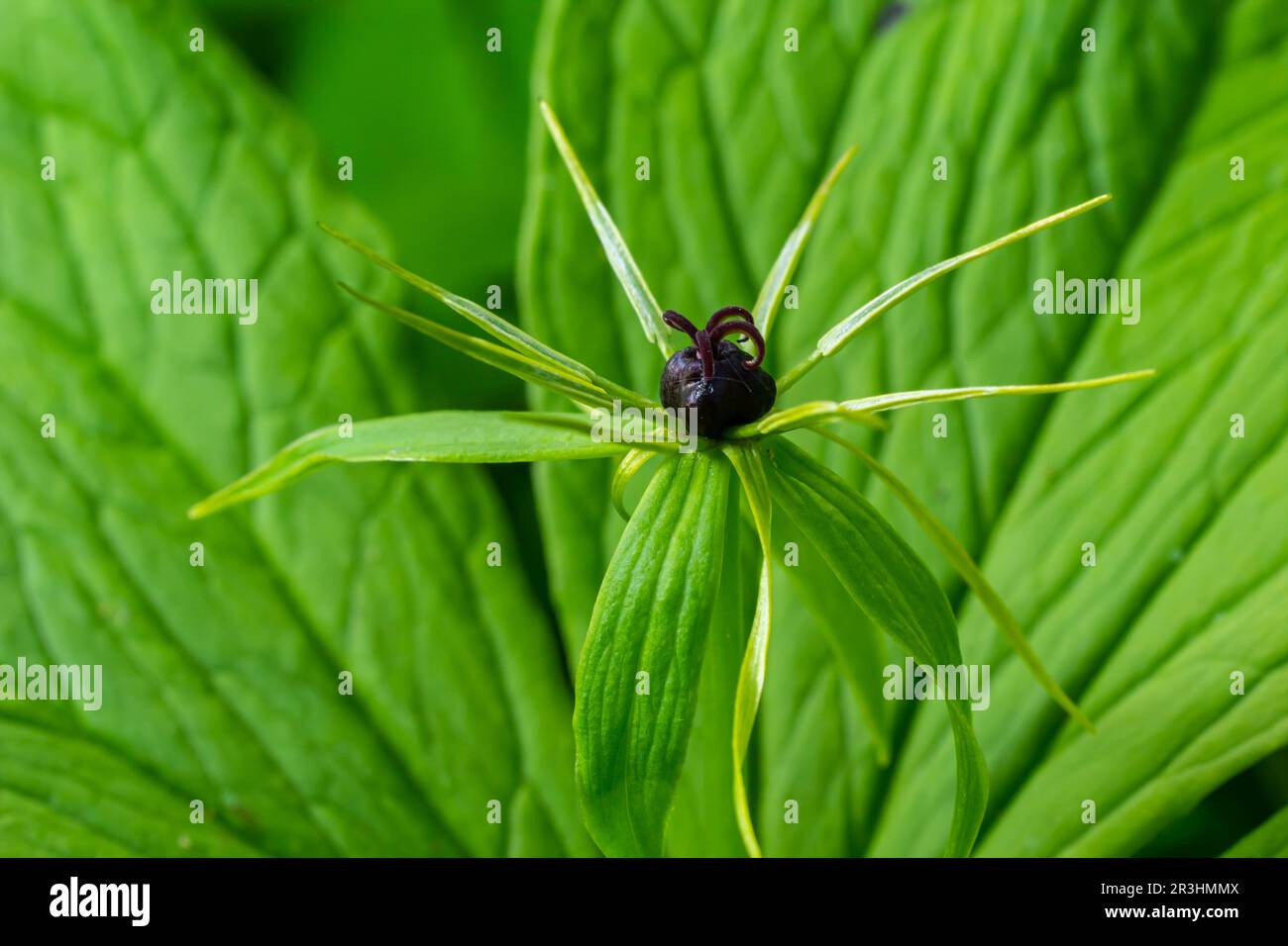 Paris quadrifolia. Flower close-up of the poisonous plant, herb-paris or the knot of true lovers. Blooming grass Paris. Crow's eye or raven eye, poiso Stock Photo