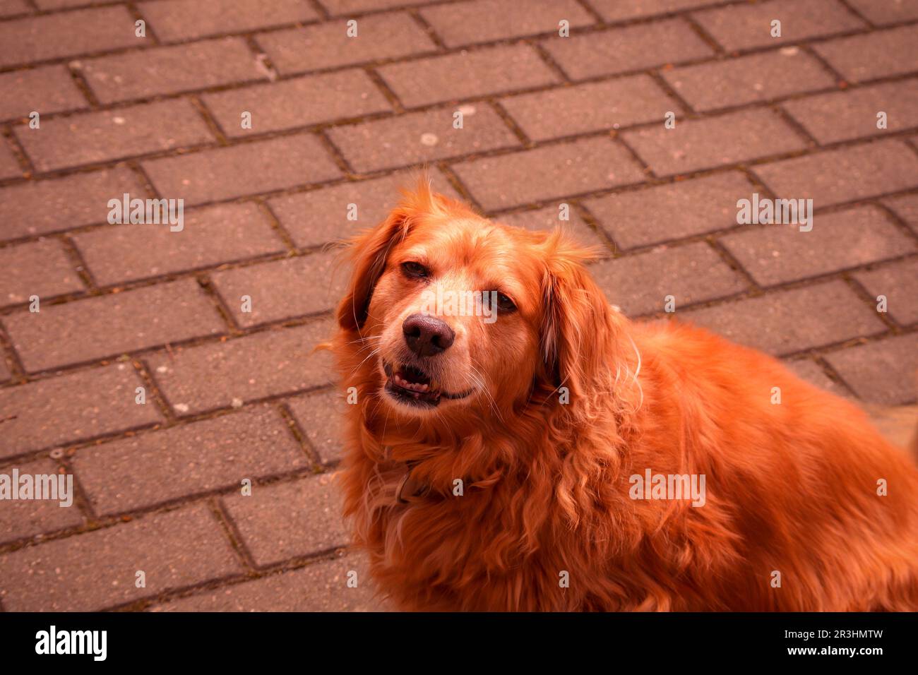 Corgi irish setter mix 2025