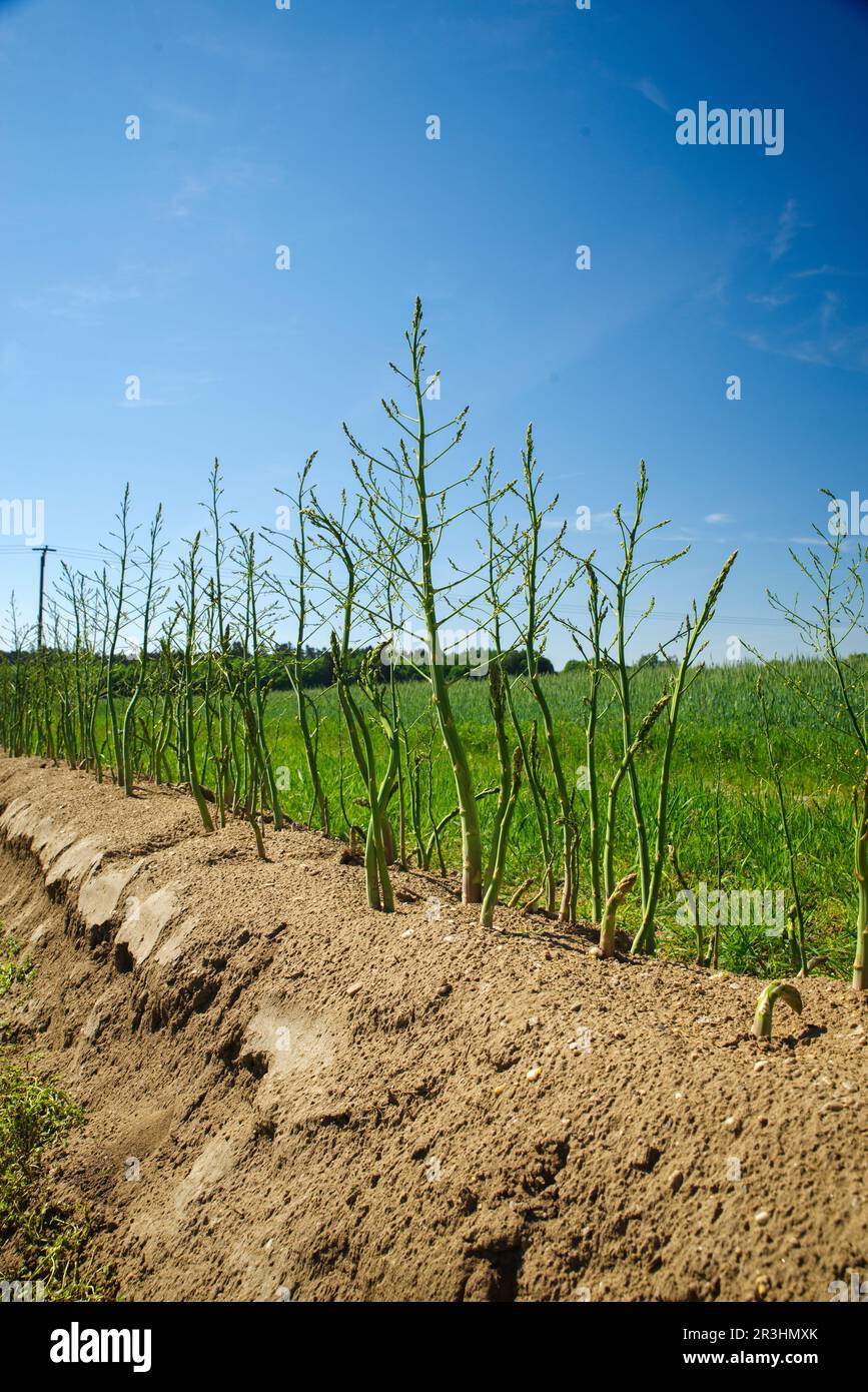 Full grown green asparagus in the field after harvest time on a sunny summer day Stock Photo