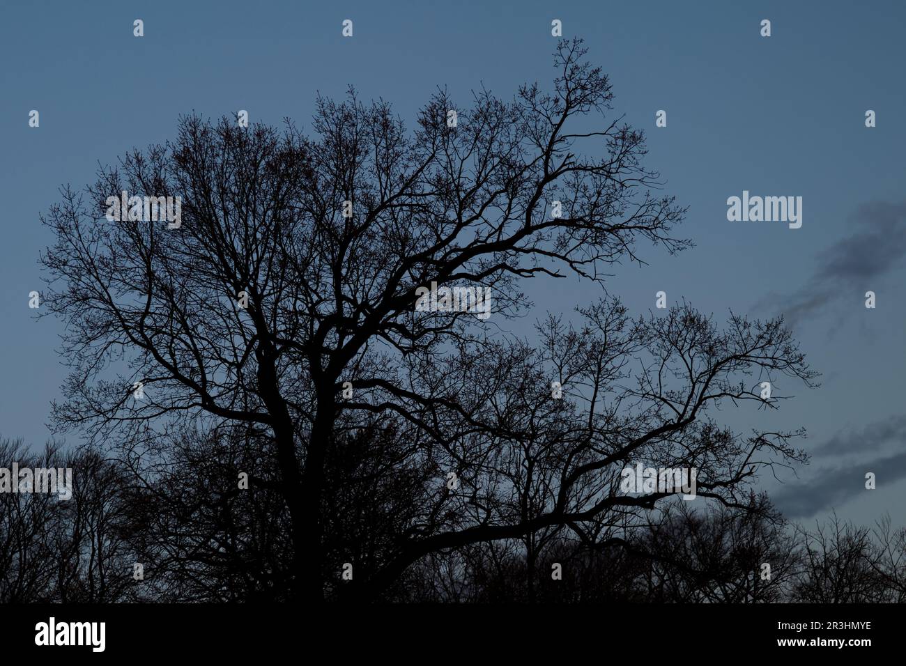 Silhouette of a big oak tree against the blue evening sky Stock Photo ...