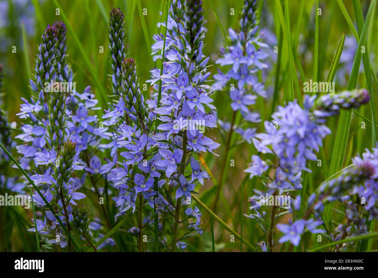 Closeup on the brlliant blue flowers of germander speedwell, Veronica prostrata growing in spring in a meadow, sunny day, natural environment. Stock Photo