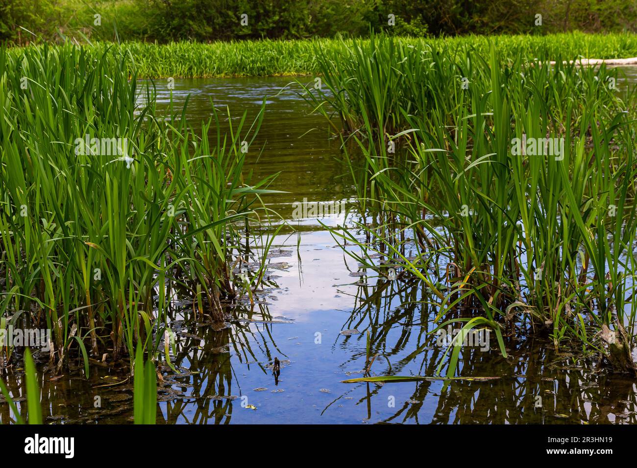 Water plants corn dog grass beside the river. Typha latifolia is also