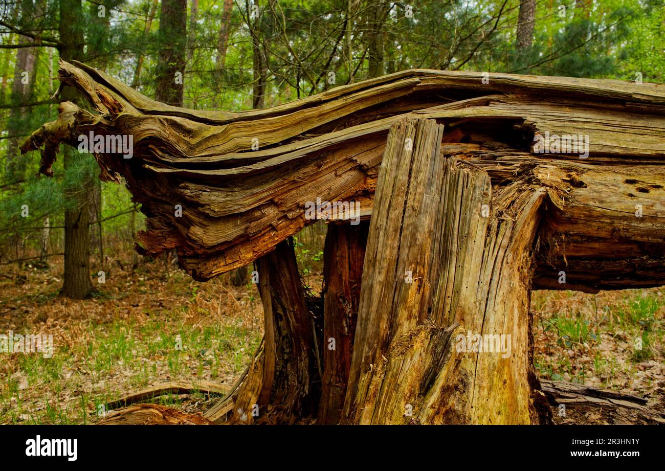 T-shaped snapped trunk of a tree (by wind breakage) Stock Photo