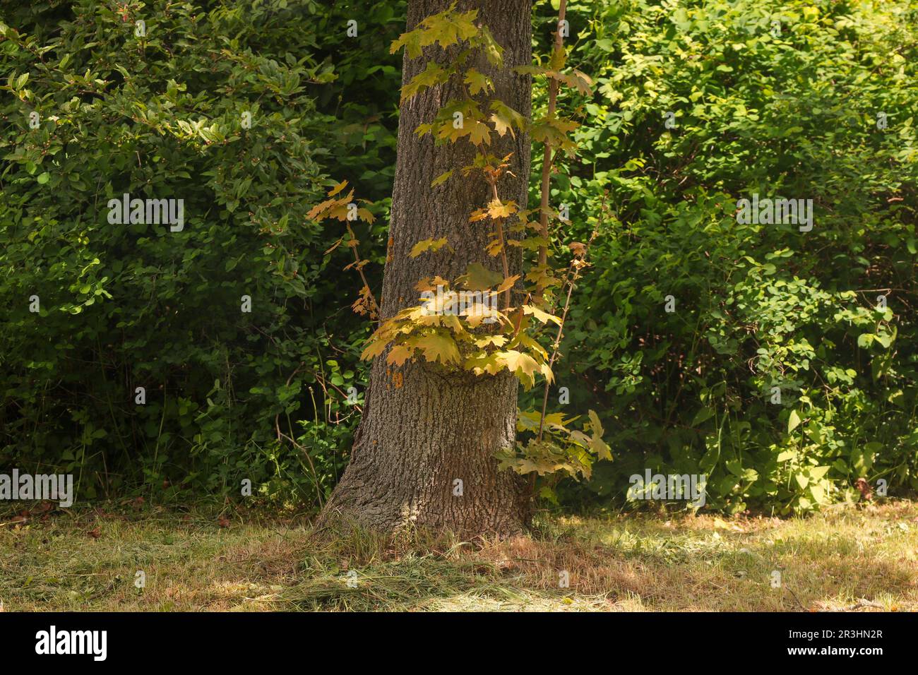 Idyllic Tree with Delicate Branches and Lush Green Leaves amidst ...