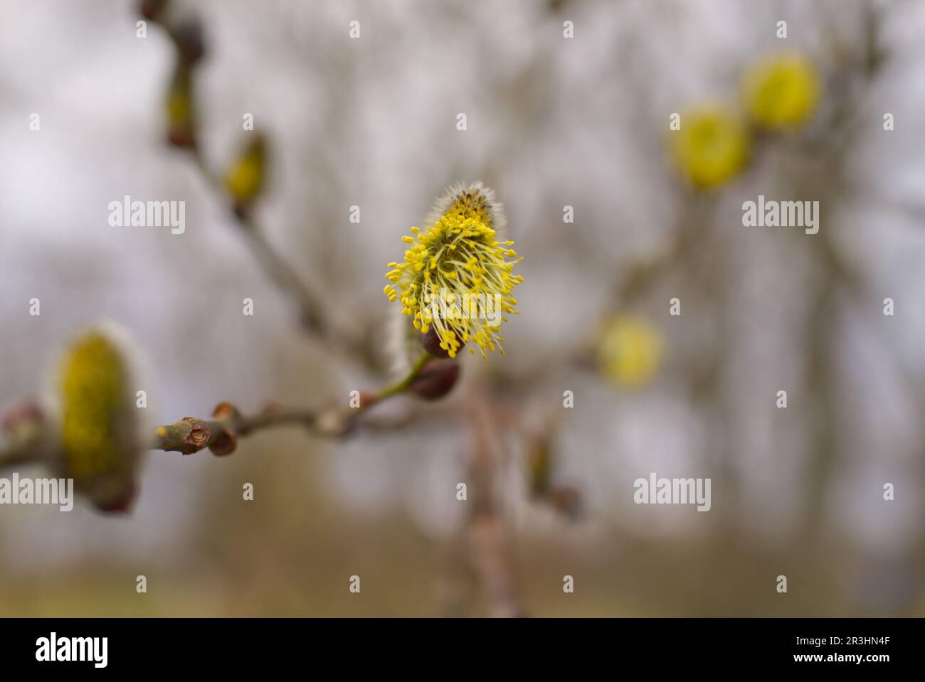 close up of a willow catkin (Salix species) Stock Photo