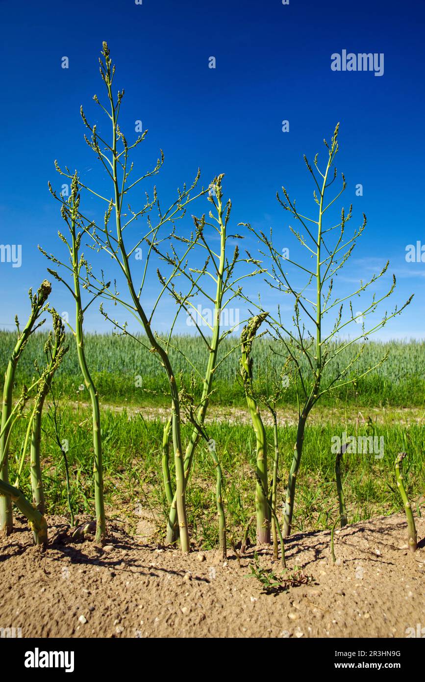 Full grown green asparagus in the field after harvest time on a sunny summer day Stock Photo