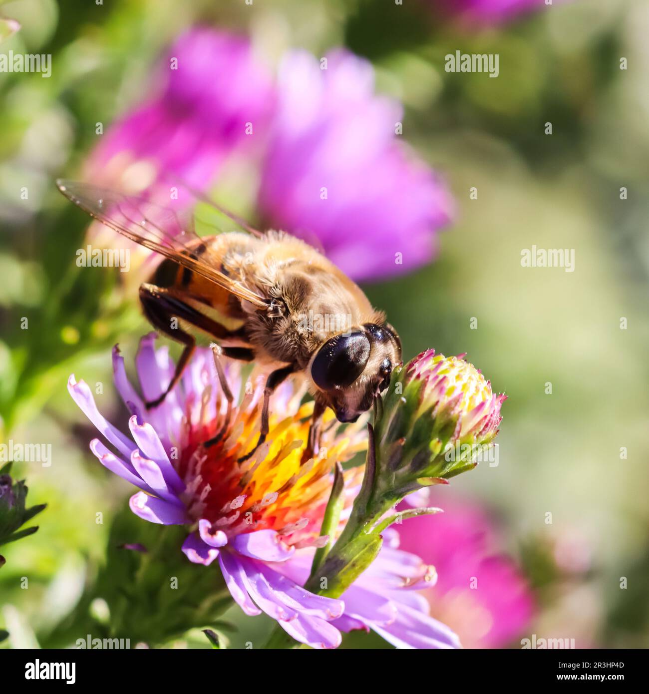 Purple aster closeup bee hi-res stock photography and images - Alamy