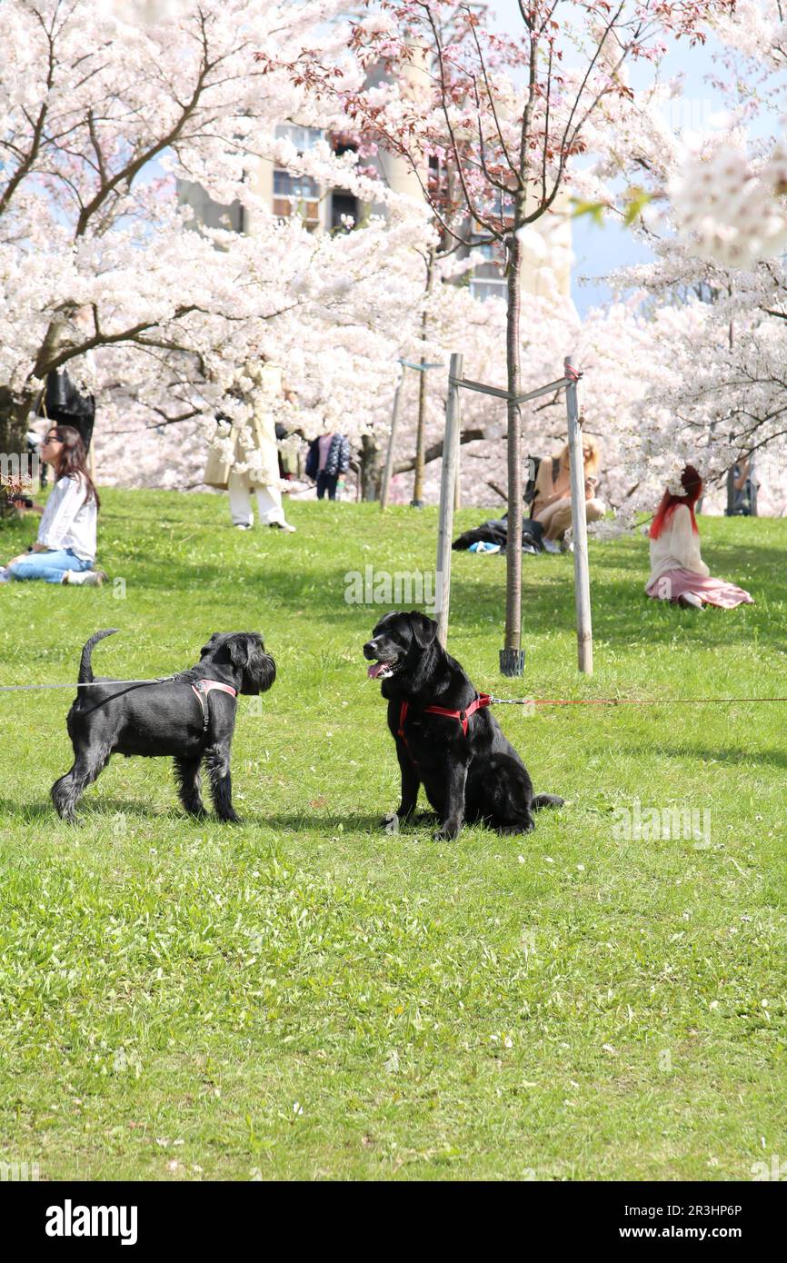photo of two dogs on a walk on the grass Stock Photo