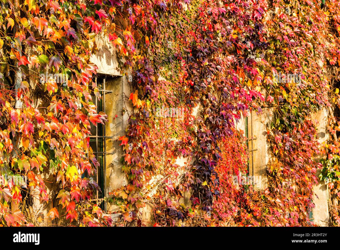 Japanese creeper and old windows Stock Photo - Alamy