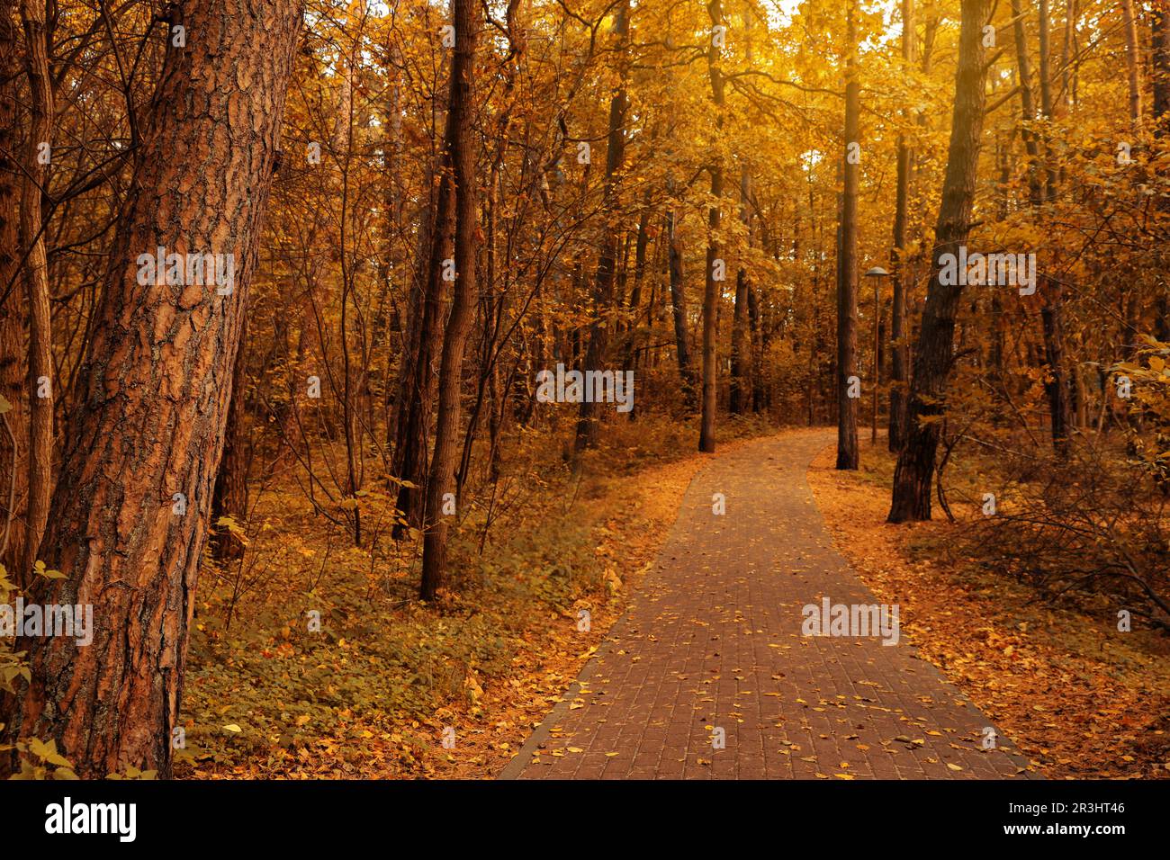 Many beautiful trees and pathway with fallen leaves in autumn park ...