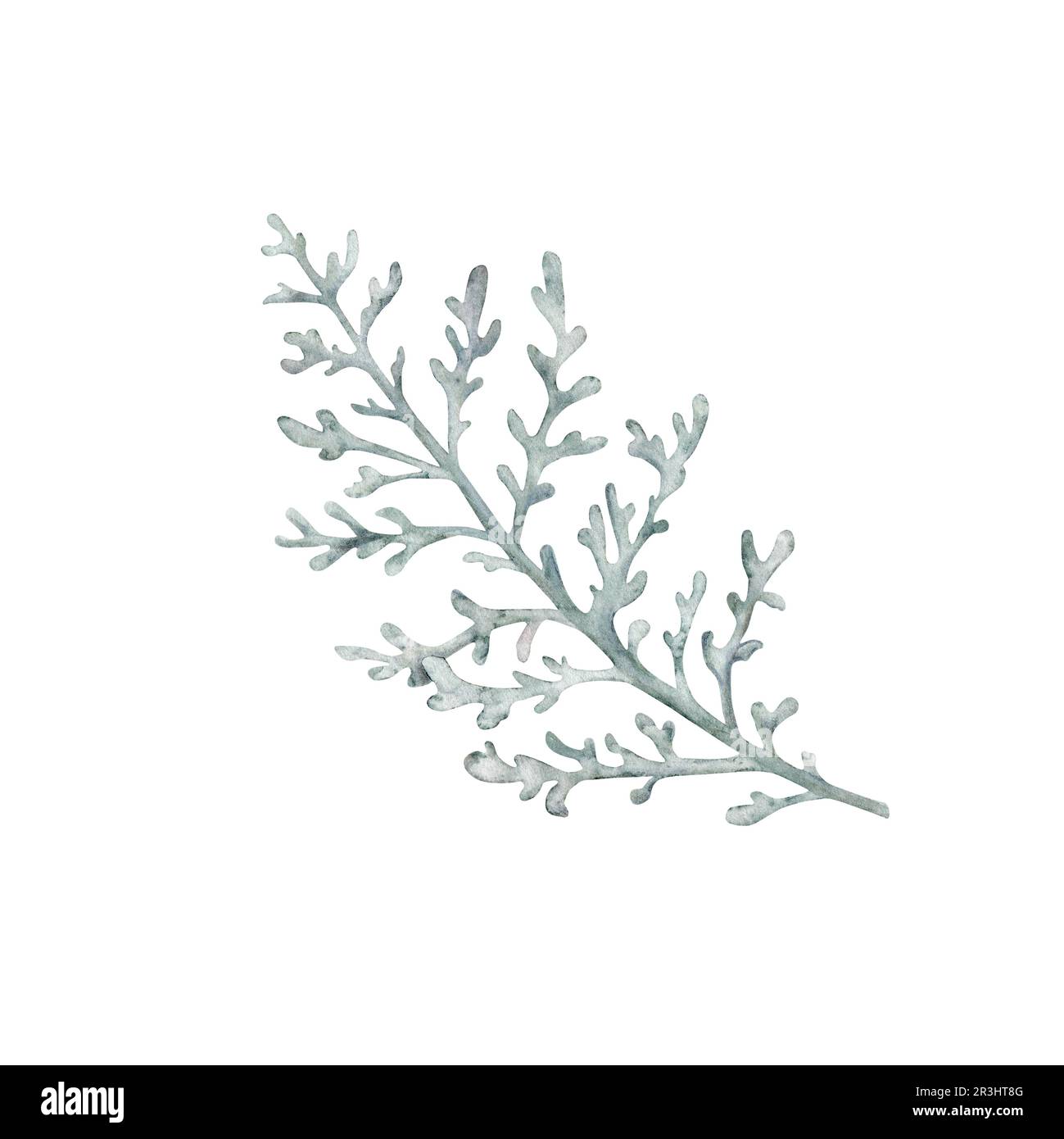 Dusty Miller, Silver Jacobaea maritima plant. Winter botanical leaves. Hand drawn watercolor illustration. Floral plant design for wedding invitation Stock Photo
