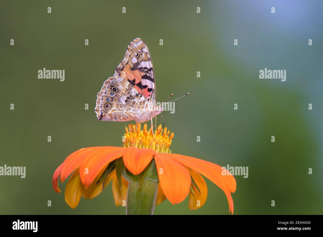 Painted Lady or Cosmopolitan butterfly - Vanessa cardui - resting on red dahlia - Dahlia coccinea Stock Photo