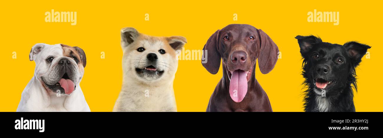 Happy pets. Cute long haired dog smiling near German Shorthaired Pointer, Akita Inu puppy and English bulldog on yellow background, banner design Stock Photo