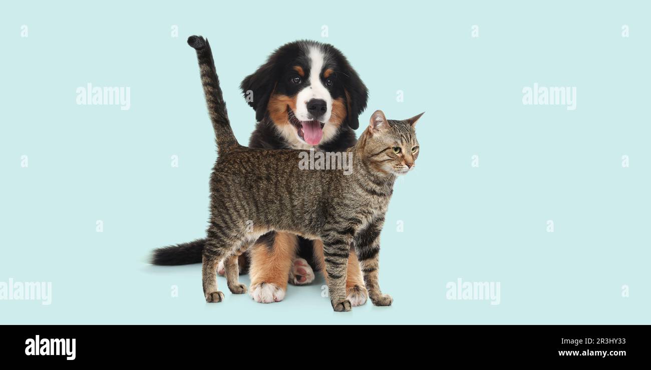 Happy pets. Cute tabby cat standing near Bernese Mountain Dog puppy on pale light blue background, banner design Stock Photo