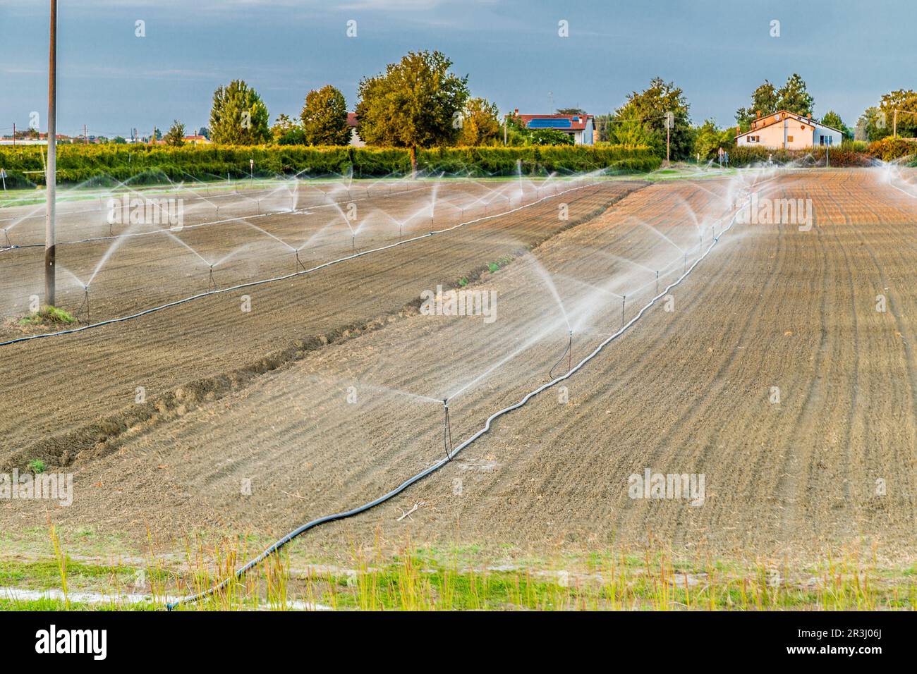 Irrigation of agricultural field with sprinklers Stock Photo