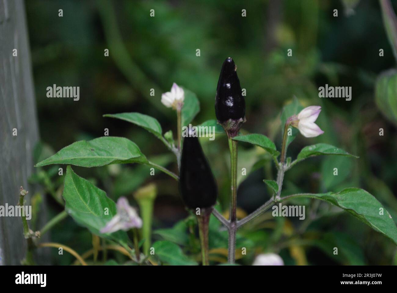 Capsicum Annuum, usually known as Black Hungarian Pepper or Chili with bokeh or blurred background Stock Photo