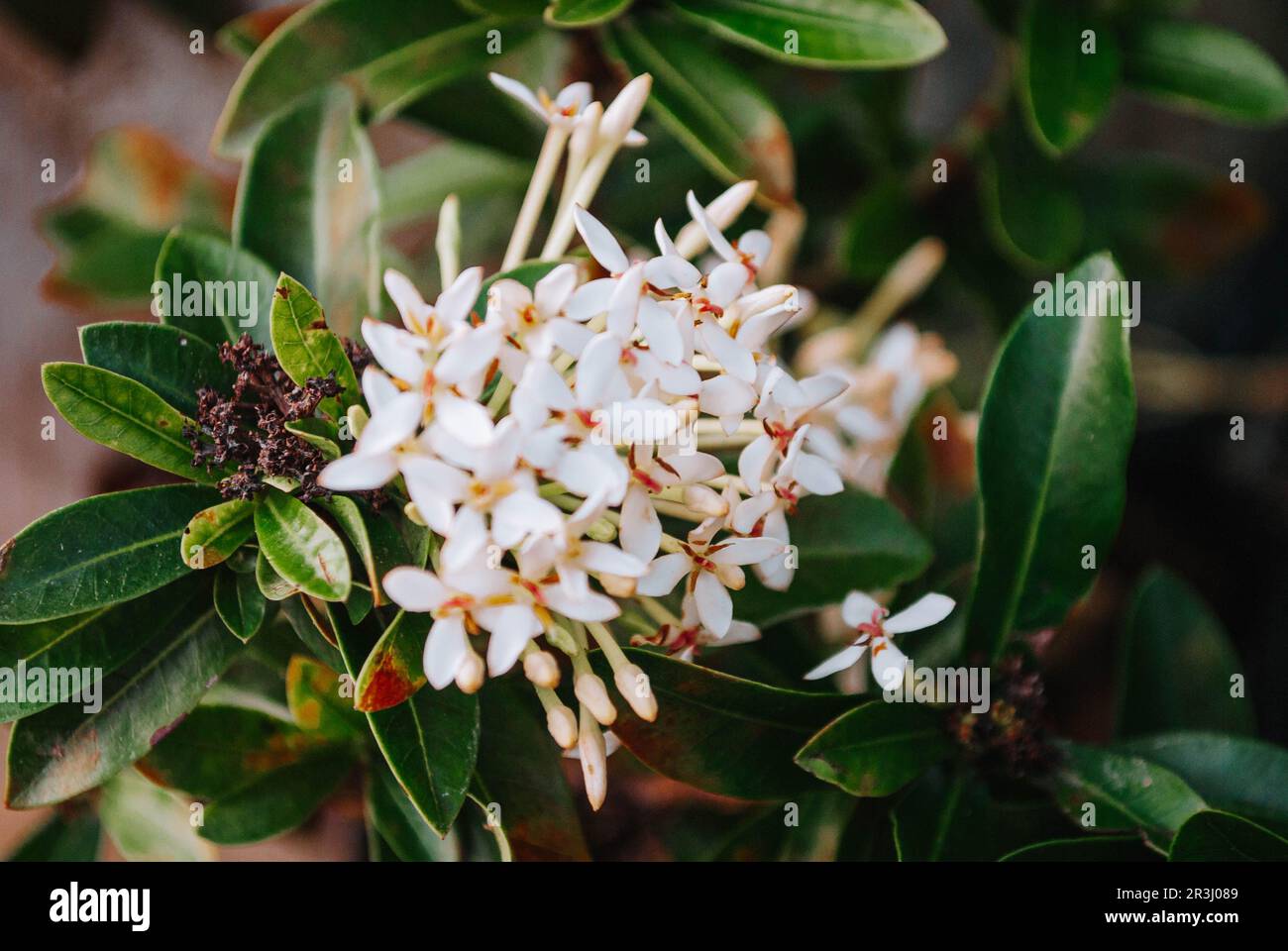 An Acokanthera or usually known as West Indian Jasmine flowers with bokeh Stock Photo