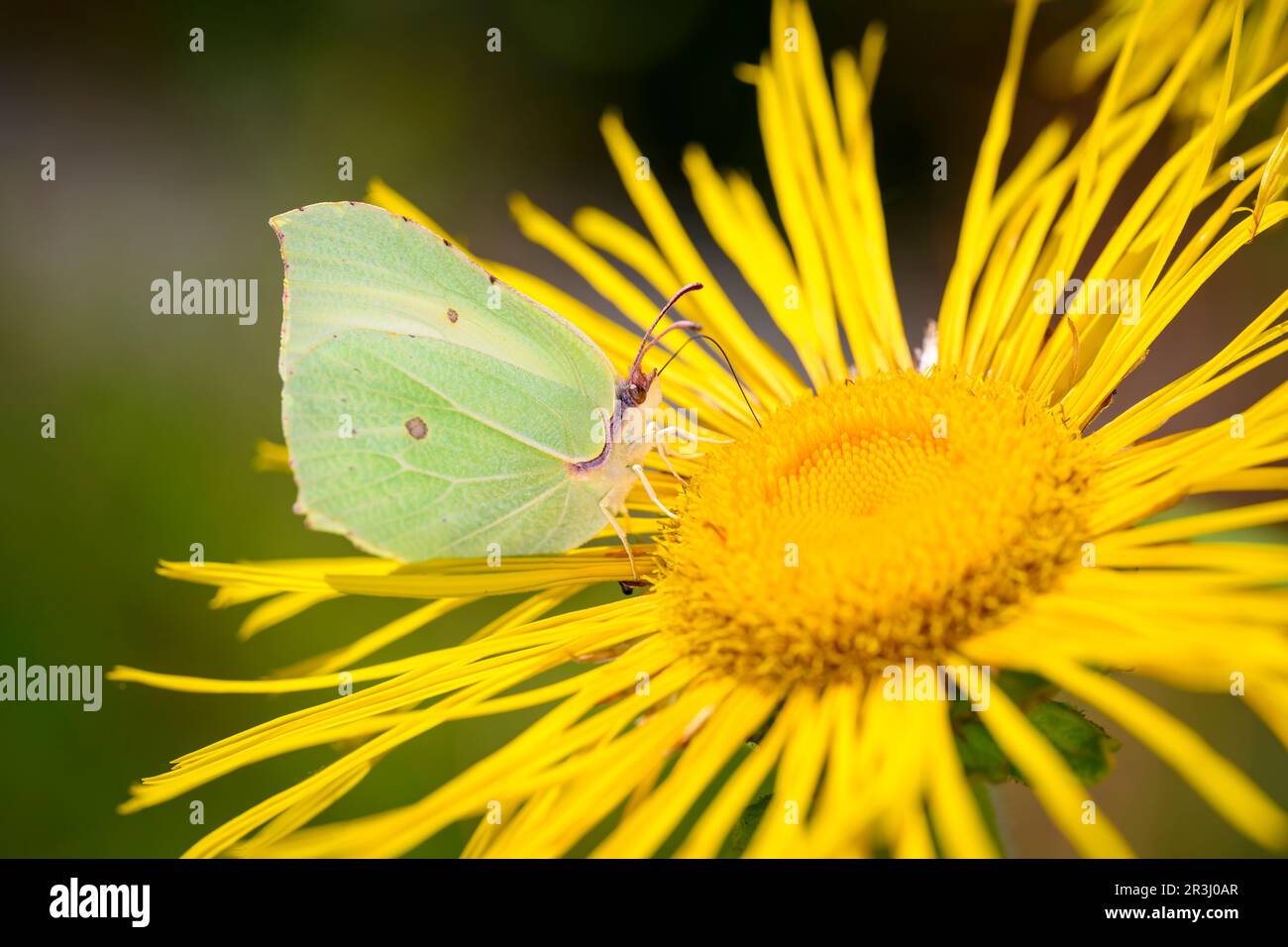 Common brimstone butterfly - Gonepteryx rhamni sucks with its trunk nectar from a giant fleabane blossom - Inula magnifica Stock Photo