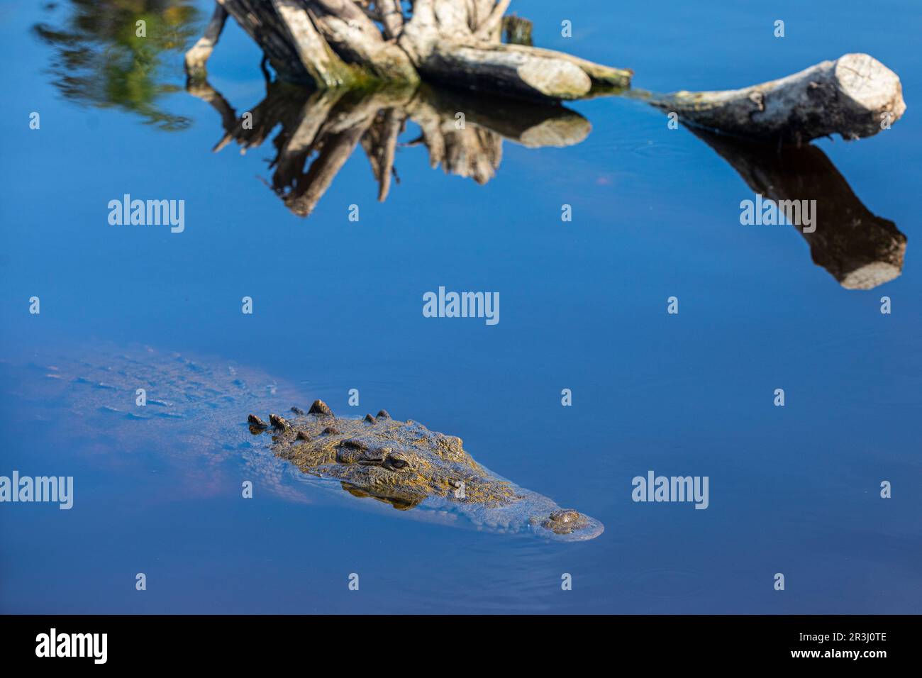 Crocodylus Acutus, Crocodile, Laguna Ventanilla, Oaxaca, Mexico Stock Photo