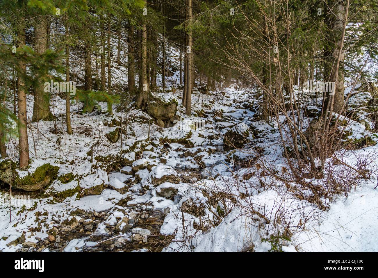 Stream pine trees hi-res stock photography and images - Alamy